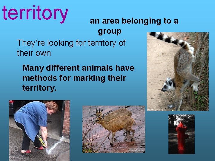 territory an area belonging to a group They’re looking for territory of their own