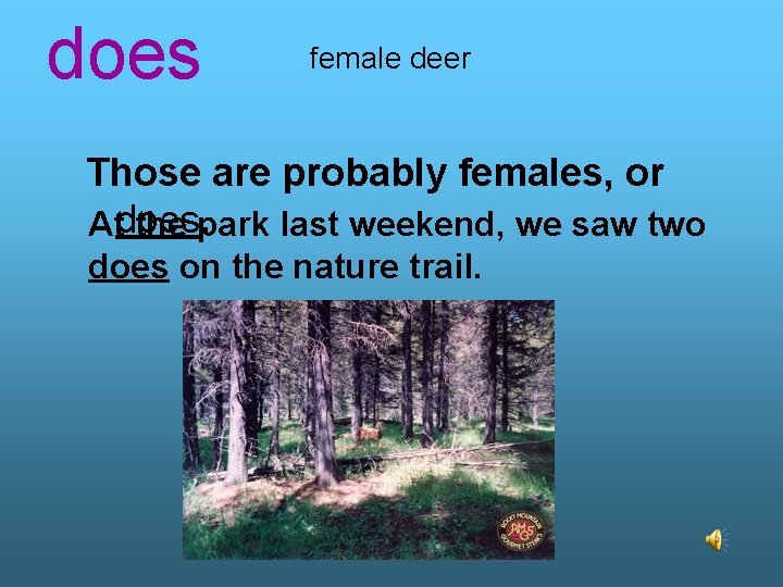 does female deer Those are probably females, or Atdoes. the park last weekend, we