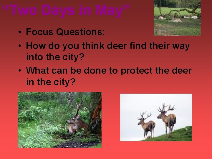 “Two Days in May” • Focus Questions: • How do you think deer find