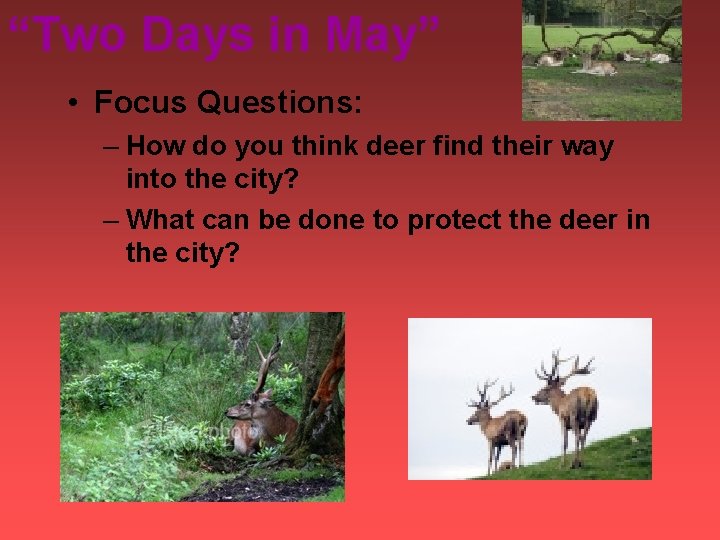 “Two Days in May” • Focus Questions: – How do you think deer find