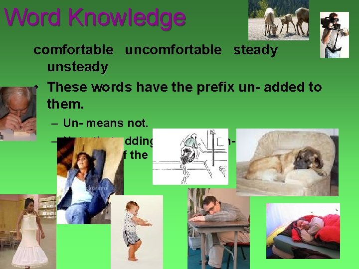 Word Knowledge comfortable uncomfortable steady unsteady • These words have the prefix un- added