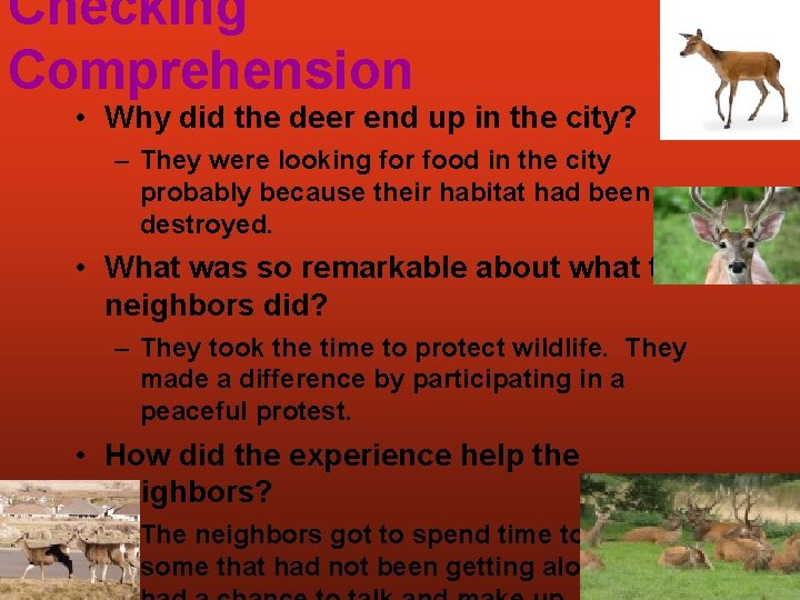 Checking Comprehension • Why did the deer end up in the city? – They
