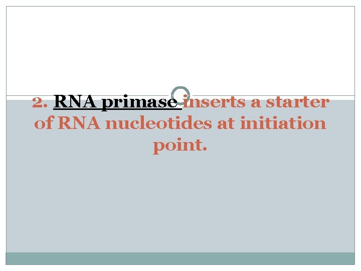 2. RNA primase inserts a starter of RNA nucleotides at initiation point. 