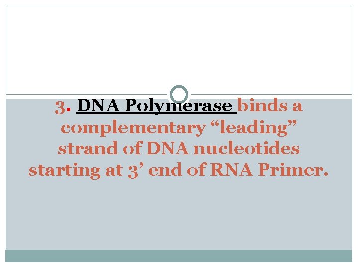 3. DNA Polymerase binds a complementary “leading” strand of DNA nucleotides starting at 3’