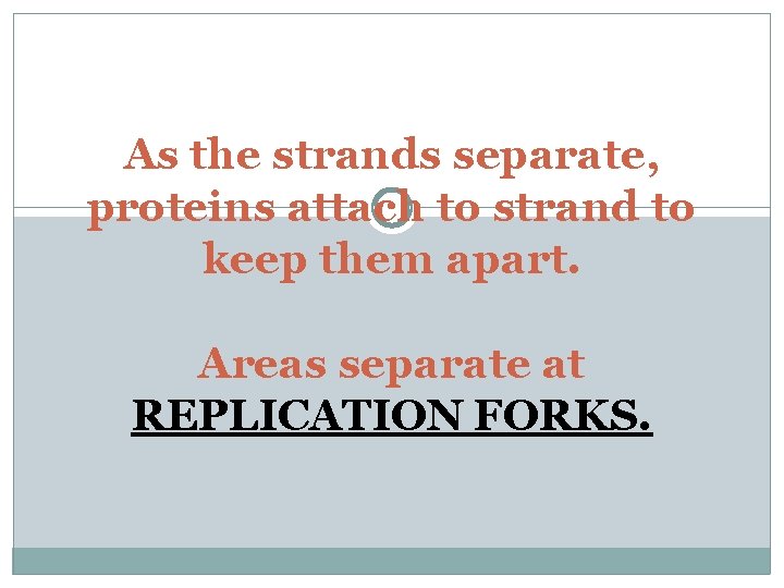 As the strands separate, proteins attach to strand to keep them apart. Areas separate