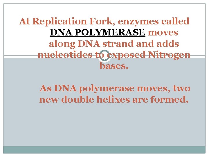 At Replication Fork, enzymes called DNA POLYMERASE moves along DNA strand adds nucleotides to