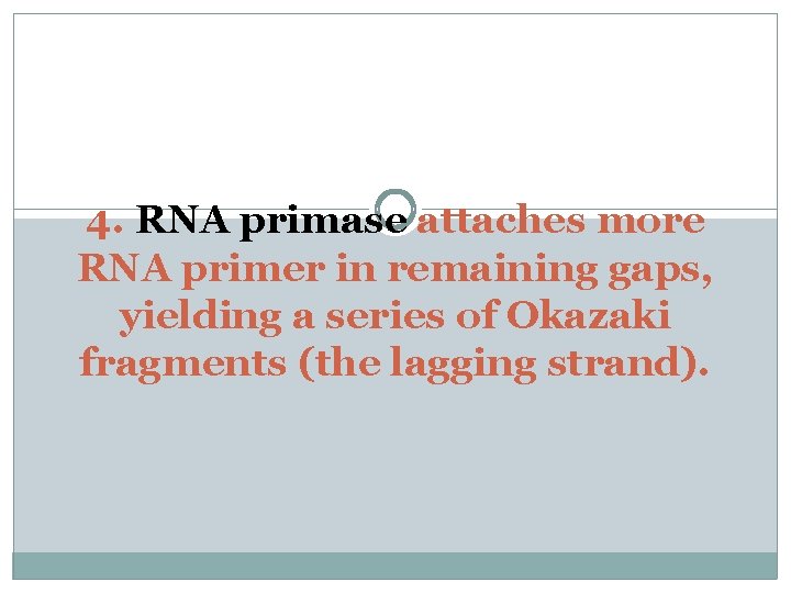 4. RNA primase attaches more RNA primer in remaining gaps, yielding a series of