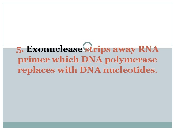 5. Exonuclease strips away RNA primer which DNA polymerase replaces with DNA nucleotides. 