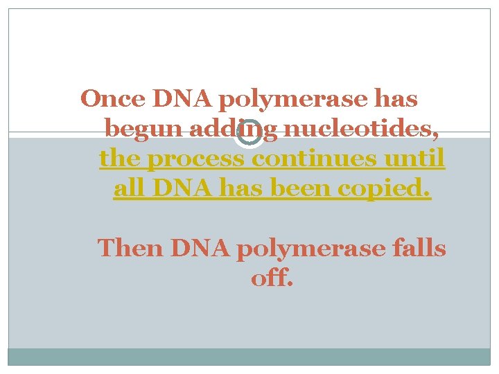Once DNA polymerase has begun adding nucleotides, the process continues until all DNA has