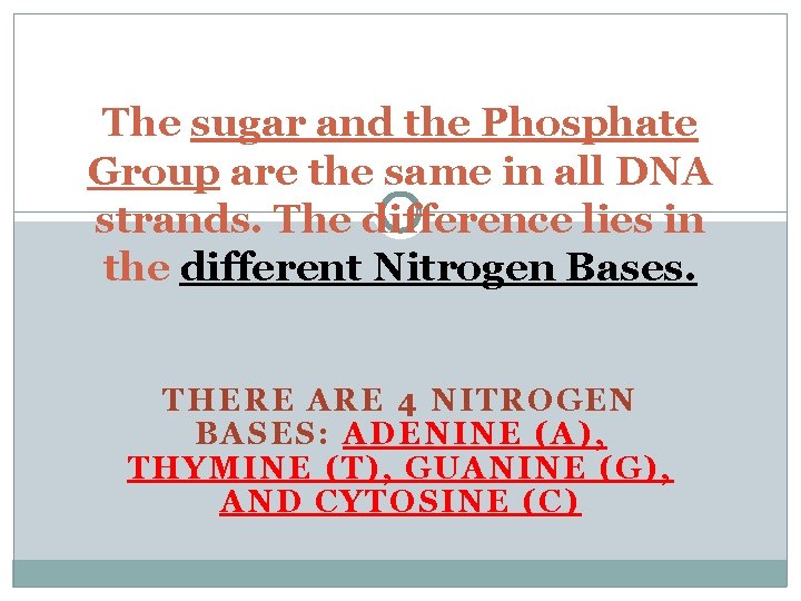 The sugar and the Phosphate Group are the same in all DNA strands. The