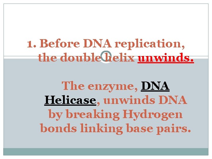 1. Before DNA replication, the double helix unwinds. The enzyme, DNA Helicase, unwinds DNA