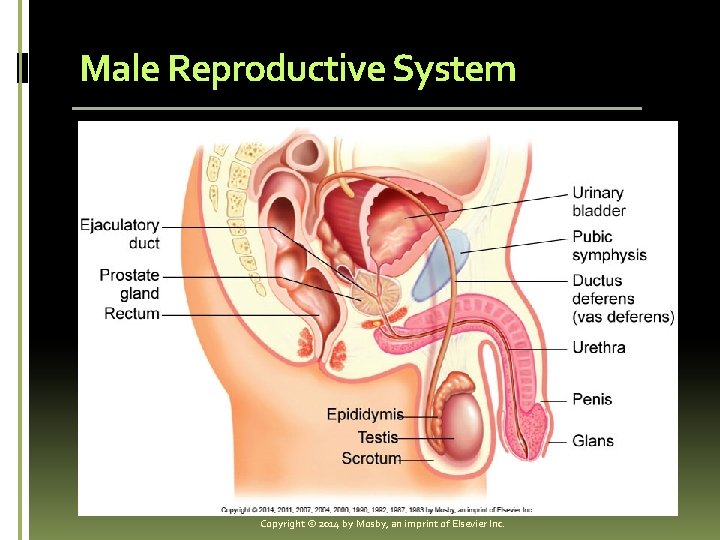 Male Reproductive System Copyright © 2014 by Mosby, an imprint of Elsevier Inc. 