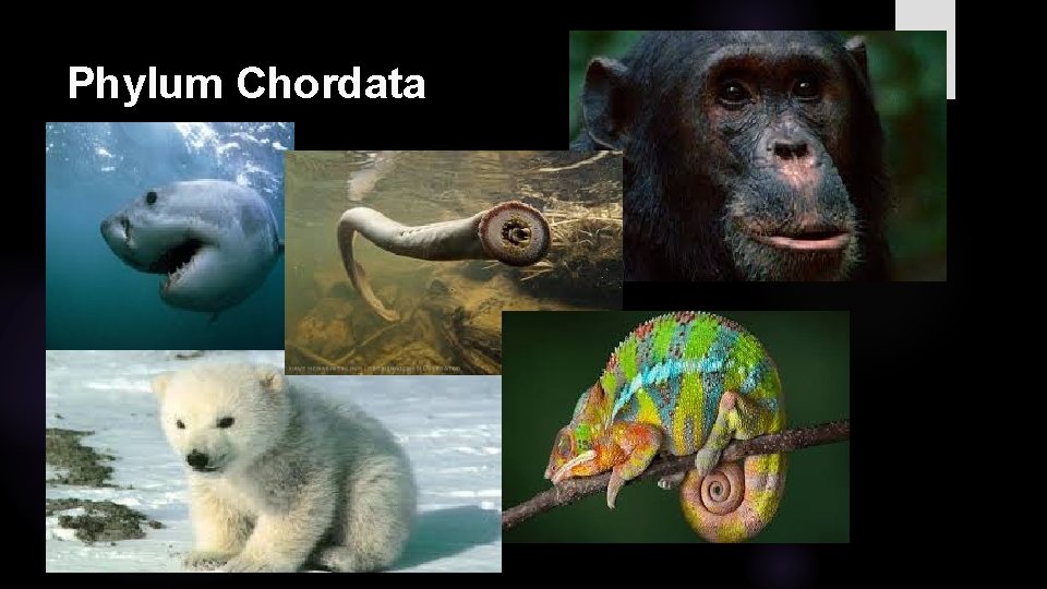 Phylum Chordata 