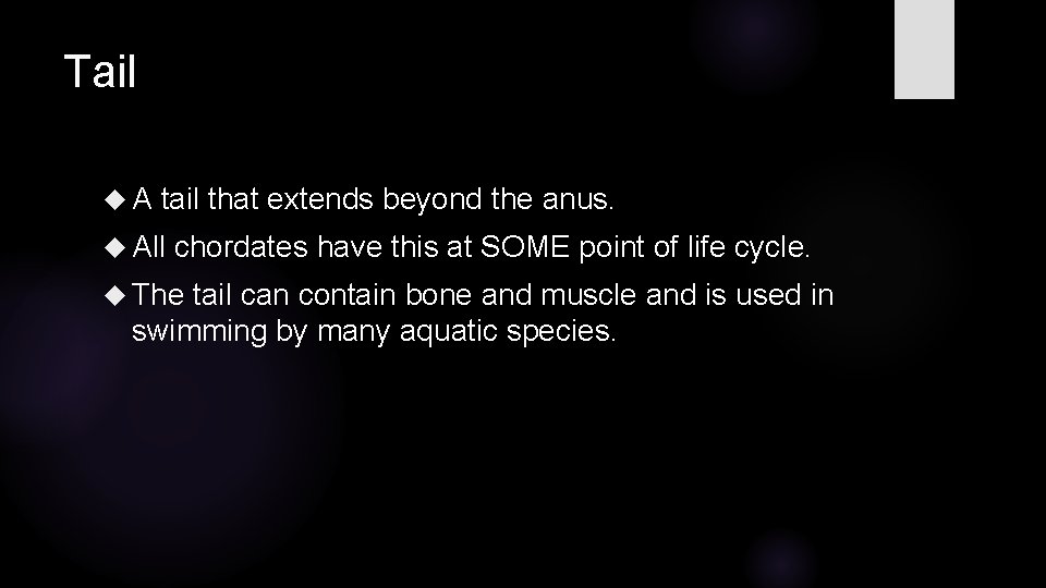 Tail A tail that extends beyond the anus. All chordates have this at SOME