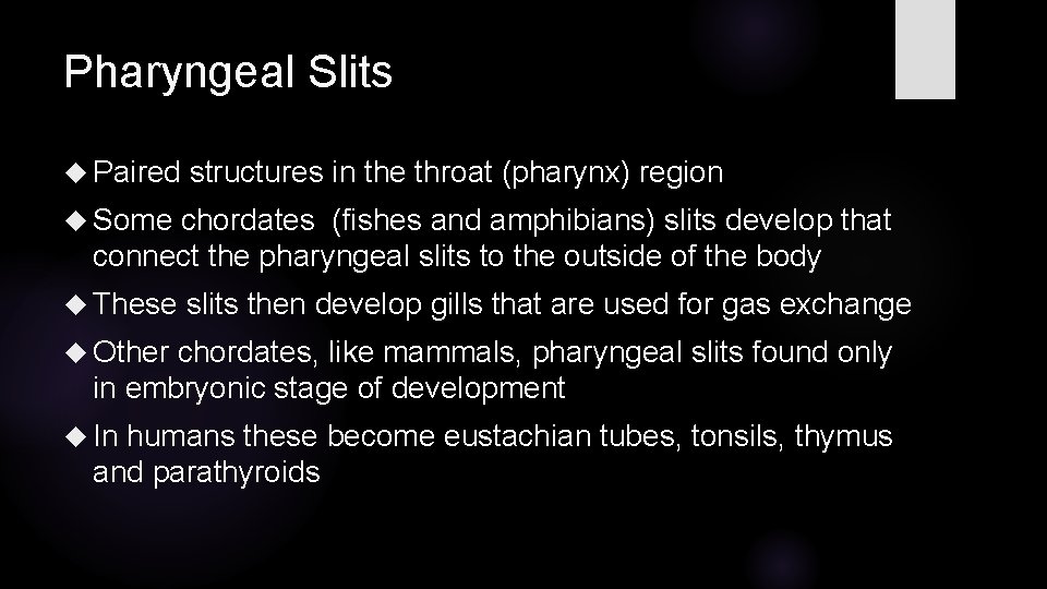 Pharyngeal Slits Paired structures in the throat (pharynx) region Some chordates (fishes and amphibians)