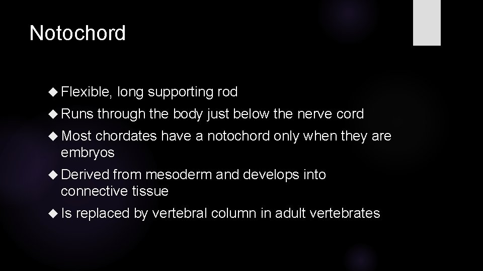 Notochord Flexible, Runs long supporting rod through the body just below the nerve cord