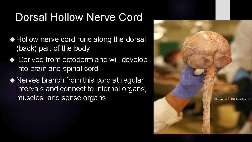 Dorsal Hollow Nerve Cord Hollow nerve cord runs along the dorsal (back) part of