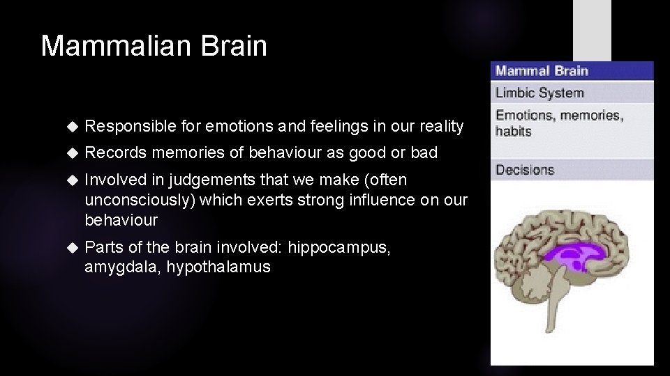 Mammalian Brain Responsible for emotions and feelings in our reality Records memories of behaviour