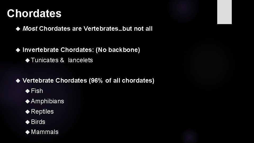 Chordates Most Chordates are Vertebrates…but not all Invertebrate Chordates: (No backbone) Tunicates & lancelets