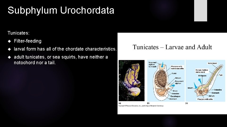 Subphylum Urochordata Tunicates: Filter-feeding larval form has all of the chordate characteristics. adult tunicates,