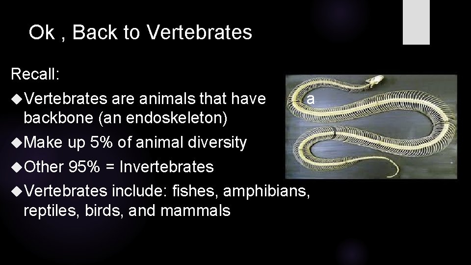 Ok , Back to Vertebrates Recall: Vertebrates are animals that have backbone (an endoskeleton)