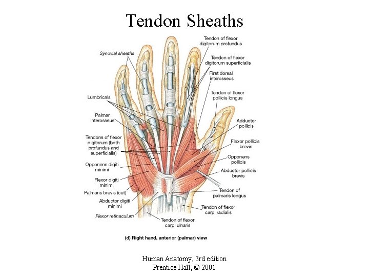 Tendon Sheaths Human Anatomy, 3 rd edition Prentice Hall, © 2001 