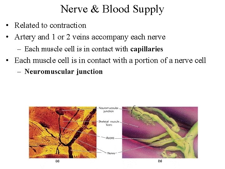 Nerve & Blood Supply • Related to contraction • Artery and 1 or 2