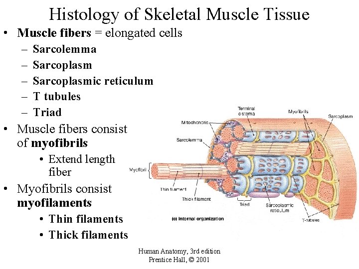 Histology of Skeletal Muscle Tissue • Muscle fibers = elongated cells – – –