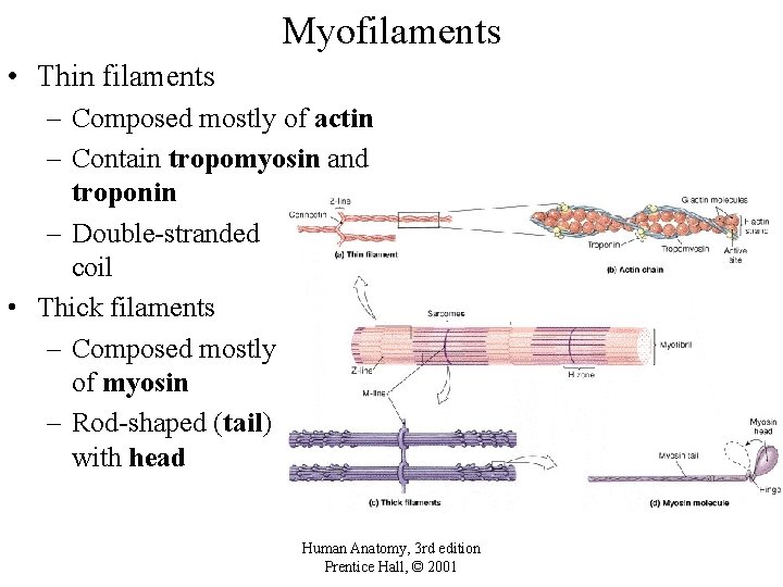 Myofilaments • Thin filaments – Composed mostly of actin – Contain tropomyosin and troponin