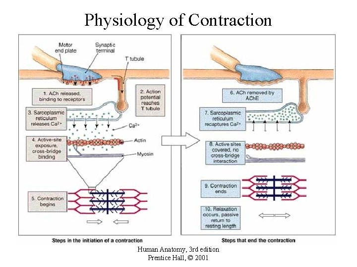 Physiology of Contraction Human Anatomy, 3 rd edition Prentice Hall, © 2001 
