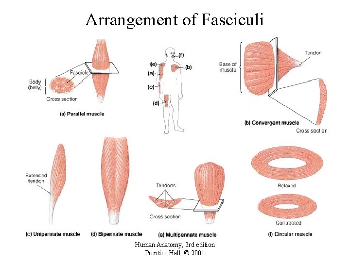 Arrangement of Fasciculi Human Anatomy, 3 rd edition Prentice Hall, © 2001 