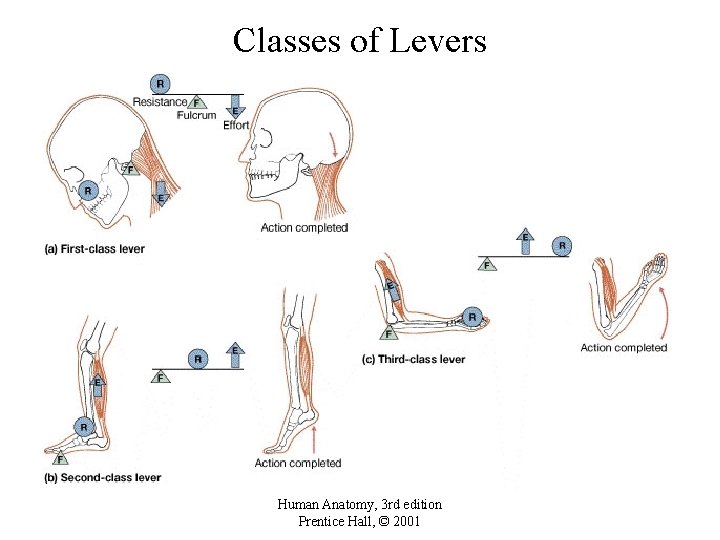 Classes of Levers Human Anatomy, 3 rd edition Prentice Hall, © 2001 