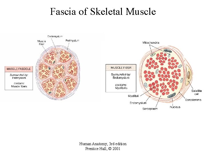 Fascia of Skeletal Muscle Human Anatomy, 3 rd edition Prentice Hall, © 2001 