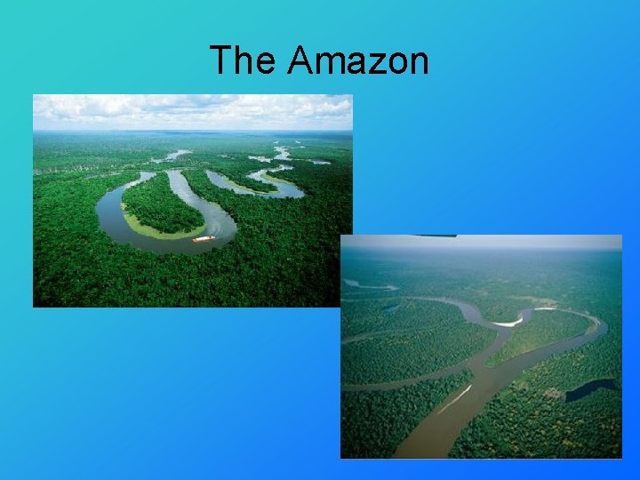 The Amazon 