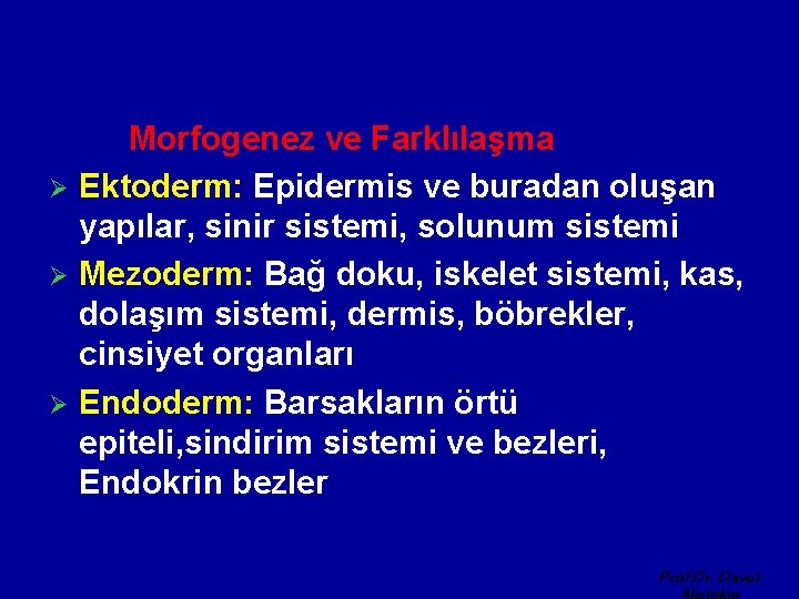 Morfogenez ve Farklılaşma Ø Ektoderm: Epidermis ve buradan oluşan yapılar, sinir sistemi, solunum sistemi