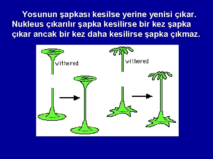 Yosunun şapkası kesilse yerine yenisi çıkar. Nukleus çıkarılır şapka kesilirse bir kez şapka çıkar