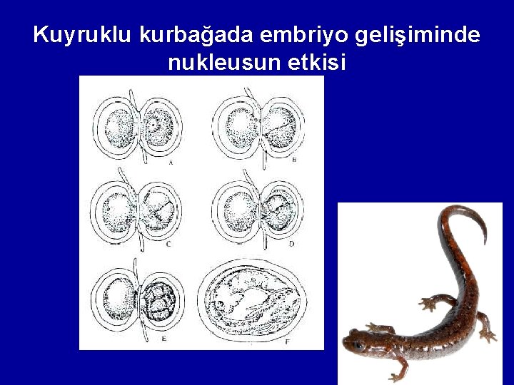 Kuyruklu kurbağada embriyo gelişiminde nukleusun etkisi 