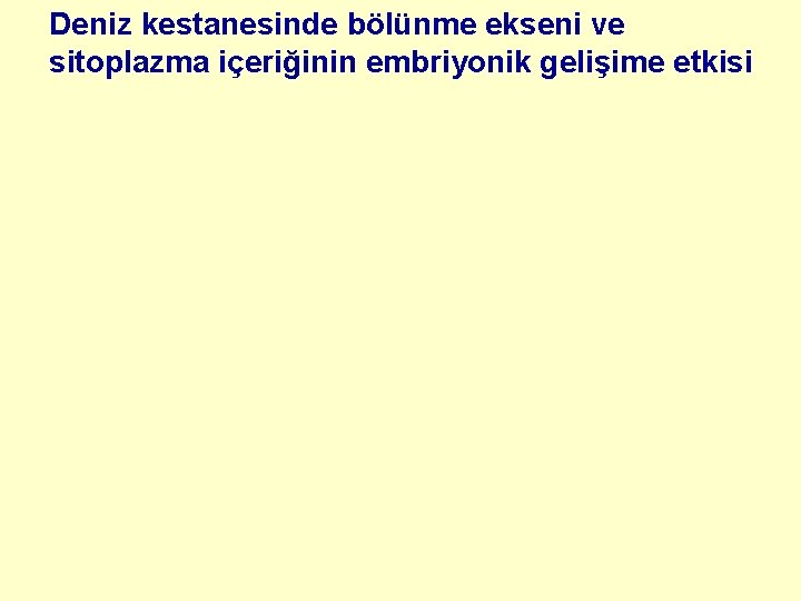 Deniz kestanesinde bölünme ekseni ve sitoplazma içeriğinin embriyonik gelişime etkisi 