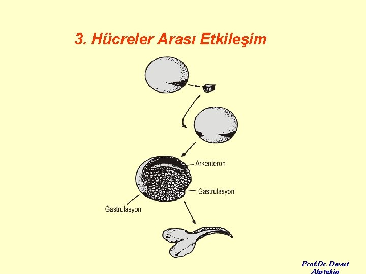 3. Hücreler Arası Etkileşim Prof. Dr. Davut 