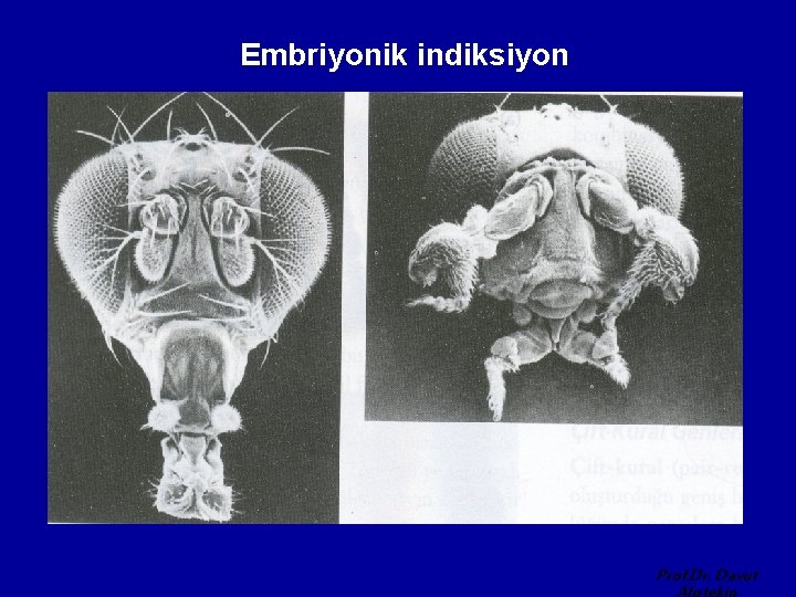 Embriyonik indiksiyon Prof. Dr. Davut 