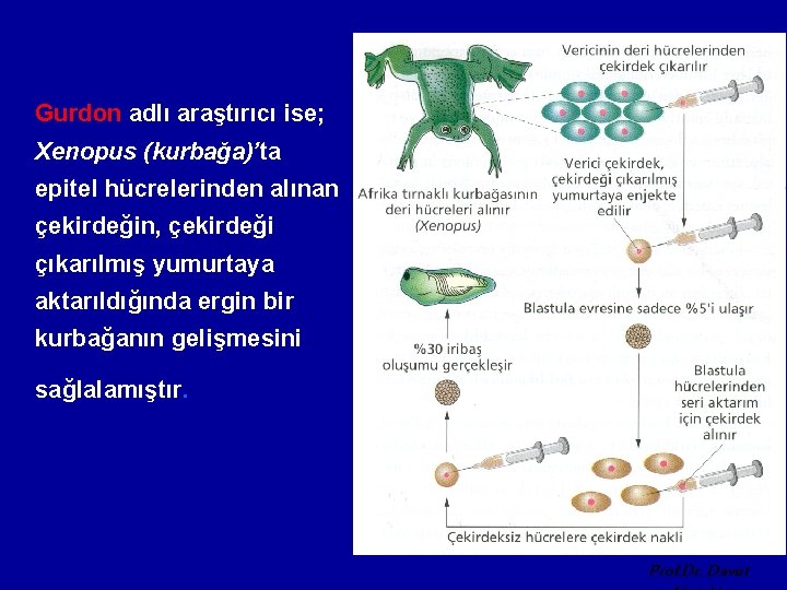 Gurdon adlı araştırıcı ise; Xenopus (kurbağa)’ta epitel hücrelerinden alınan çekirdeğin, çekirdeği çıkarılmış yumurtaya aktarıldığında