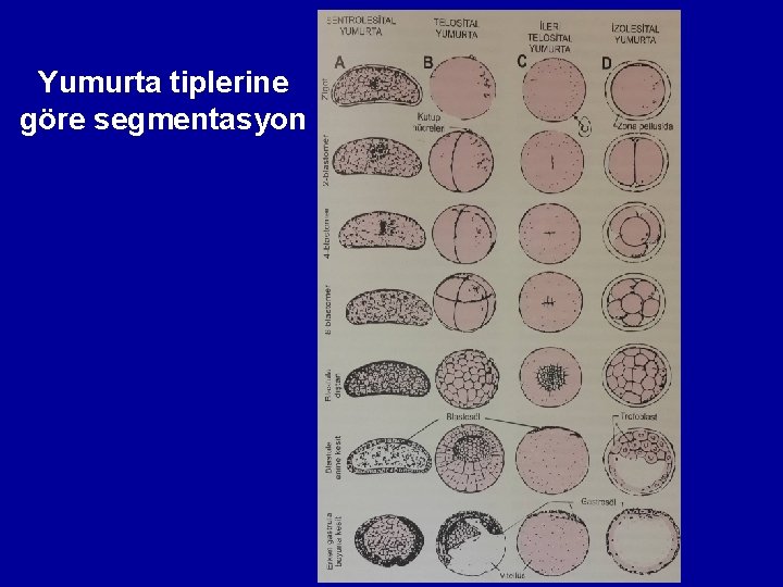 Yumurta tiplerine göre segmentasyon 
