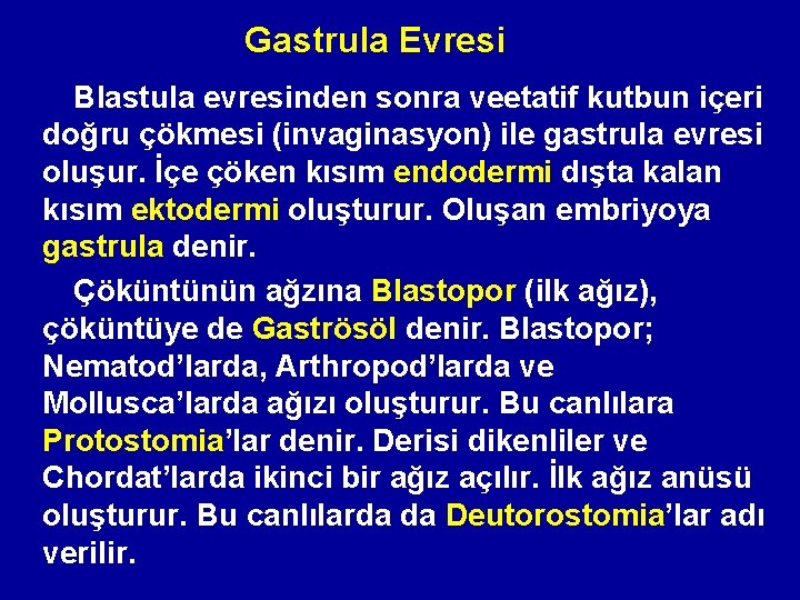 Gastrula Evresi Blastula evresinden sonra veetatif kutbun içeri doğru çökmesi (invaginasyon) ile gastrula evresi