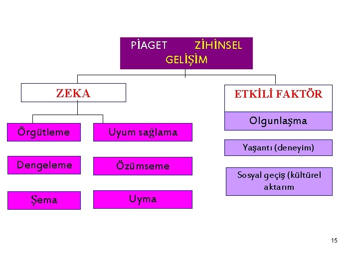 PİAGET ZİHİNSEL GELİŞİM ZEKA Örgütleme ETKİLİ FAKTÖR Uyum sağlama Olgunlaşma Yaşantı (deneyim) Dengeleme Özümseme