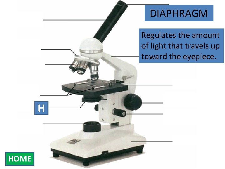 Eyepiece Body Tube Nosepiece DIAPHRAGM Regulates the amount of light that travels up Armeyepiece.