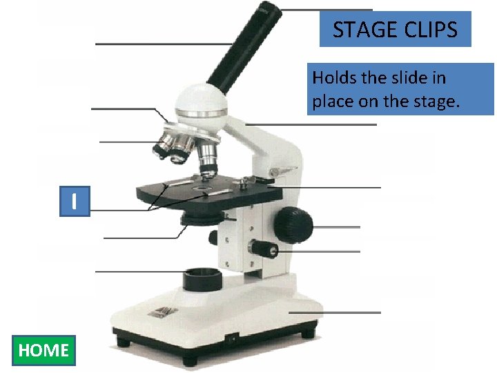 Eyepiece Body Tube STAGE CLIPS Nosepiece Holds the slide in place on the stage.