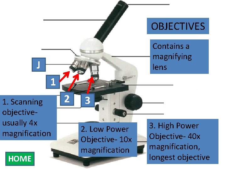 Eyepiece Body Tube OBJECTIVES Contains a Arm magnifying lens Nosepiece J Objectives Stage Clips