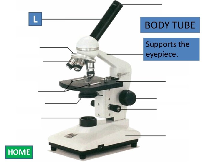 Eyepiece L Body Tube Nosepiece Objectives Stage Clips Diaphragm Light Source BODY TUBE Supports