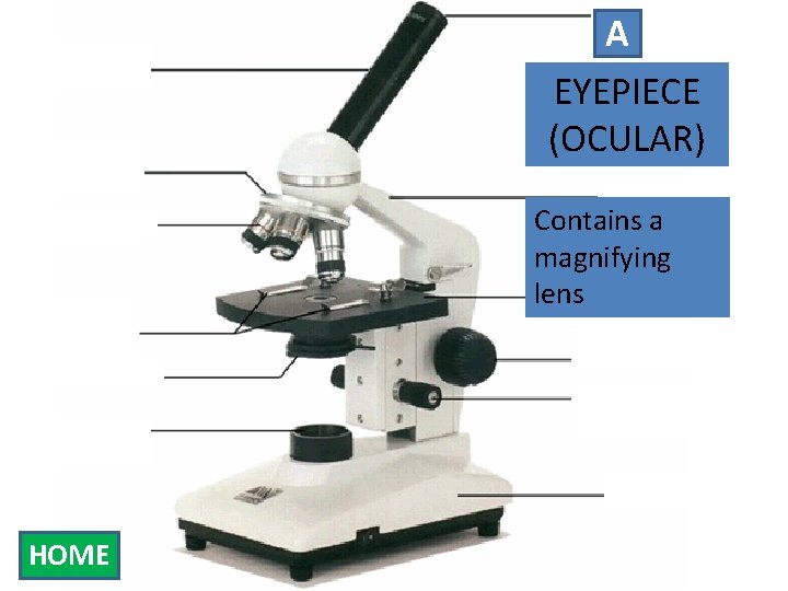 Eyepiece Body Tube Nosepiece A EYEPIECE (OCULAR) Arm Objectives Stage Clips Diaphragm Light Source