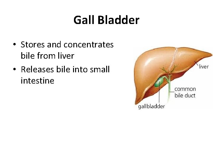 Gall Bladder • Stores and concentrates bile from liver • Releases bile into small